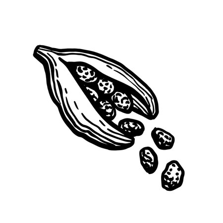 Cardamom pod ink sketch.のイラスト素材