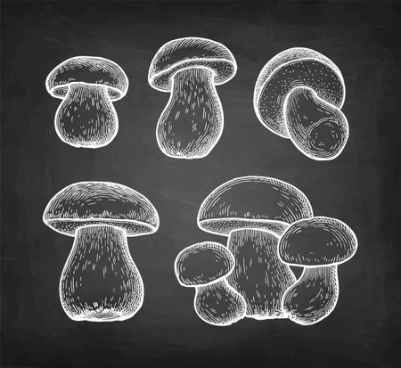 King bolete chalk sketches.のイラスト素材