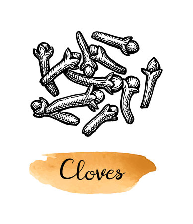 Clove spice ink sketch.のイラスト素材