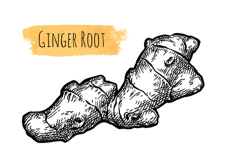 Fresh ginger root ink sketch.のイラスト素材