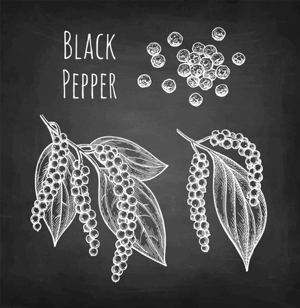 Black pepper chalk sketch.のイラスト素材
