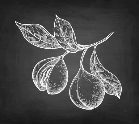 Nutmeg branch chalk sketch.のイラスト素材