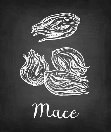 Mace spice chalk sketch.のイラスト素材