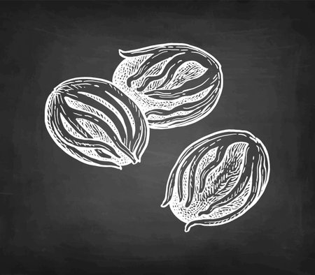 Nutmeg spice chalk sketch.のイラスト素材