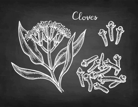 Clove herb chalk sketch.のイラスト素材