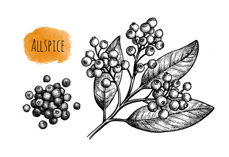 Allspice ink sketch.のイラスト素材