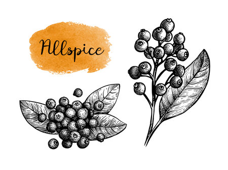 Allspice ink sketch.のイラスト素材