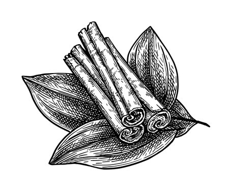 Cinnamon ink sketchのイラスト素材