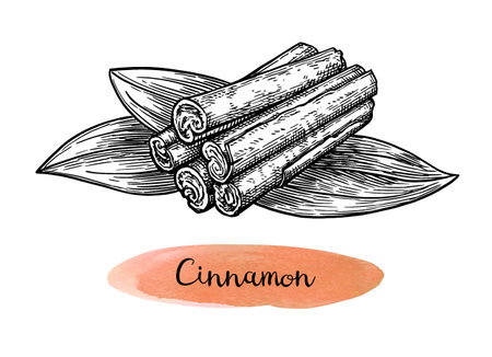 Cinnamon ink sketchのイラスト素材