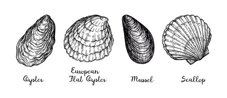 Ink sketch of shellfishes.のイラスト素材