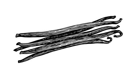 Vanilla spice ink sketchのイラスト素材