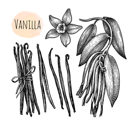 Vanilla flower, branch and dried beans.のイラスト素材