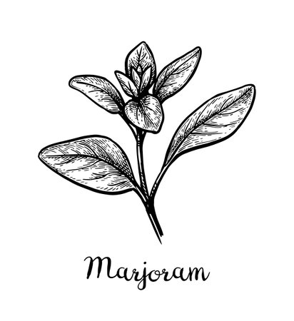 Marjoram ink sketch.のイラスト素材
