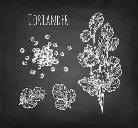 Coriander and cilantro chalk sketchのイラスト素材