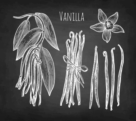 Vanilla spice chalk sketchesのイラスト素材