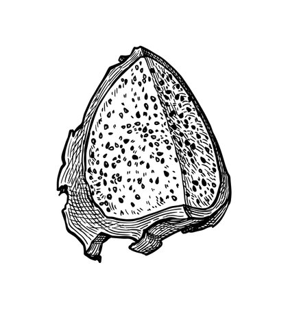 Piece of dragon fruit ink sketch.のイラスト素材