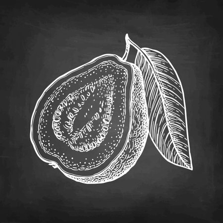 Sliced guava with leaf chalk sketchのイラスト素材