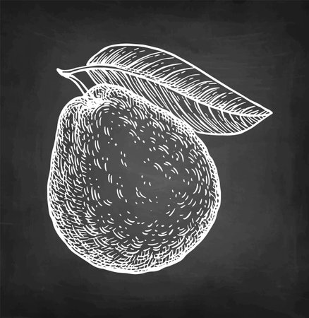 Guava with leaf chalk sketchのイラスト素材