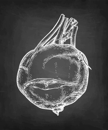 Kohlrabi chalk sketchのイラスト素材