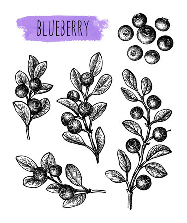 Blueberry set of ink sketches.のイラスト素材