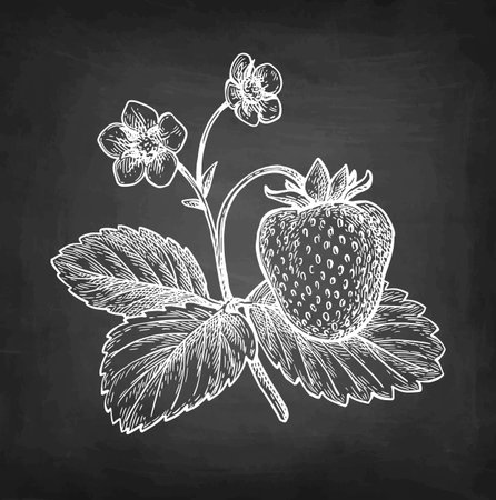 Strawberry chalk sketchのイラスト素材
