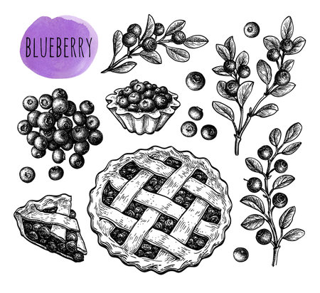 Blueberry set of ink sketches.のイラスト素材