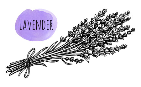 Lavender bundle ink sketch.のイラスト素材