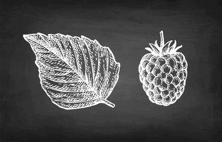Raspberry and leaf chalk sketchのイラスト素材