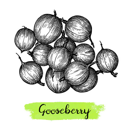 Gooseberry ink sketchのイラスト素材