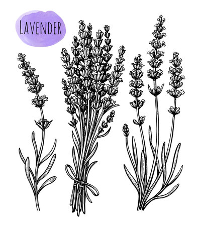 Lavender ink sketch.のイラスト素材