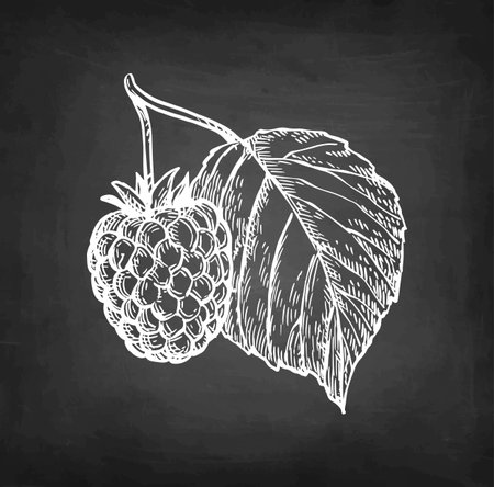 Raspberry with leaf chalk sketch.のイラスト素材