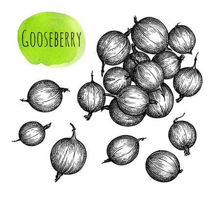 Gooseberry ink sketchのイラスト素材