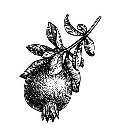 Pomegranate branch ink sketch.のイラスト素材