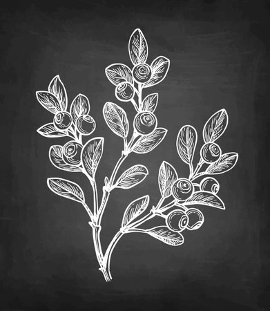 Blueberry branch chalk sketch.のイラスト素材