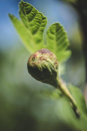The green unripe berry of figs on a fruit tree branch closeup with copyspace macro focusの写真素材