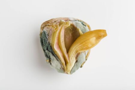 ugly onions with mold on white background closeup isolated with copyspaceの写真素材