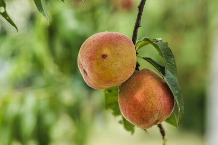 peaches on a branch in green nature background closeup with copyspaceの写真素材