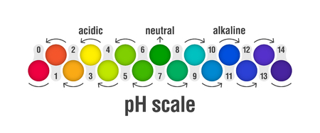 pH value scale chart for acid and alkaline solutions, acid-base balance infographicのイラスト素材