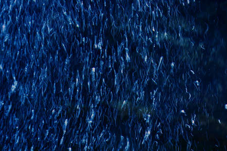 Underwater world. air bubbles in the aquarium.
