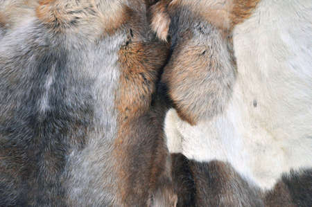 the skin of the northern deer, used in the construction of housing of northern peoples.
