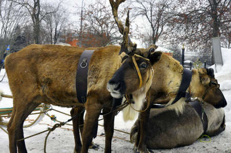 Reindeer with horns and a harness on the head.の写真素材