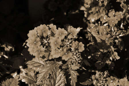 Close up on Verbena. Verbena hybrida. Pink Verbena Hybrida bloomingの写真素材
