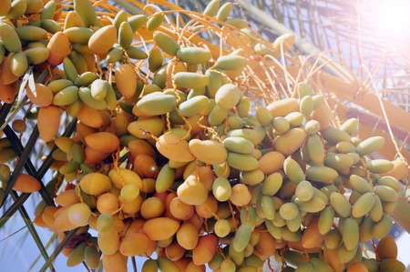 Fruits of a tropical tree. The palm palm with fruit.