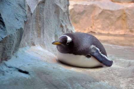Close up of a King penguin sleeping on a sandy beach in Moscow Zooの写真素材