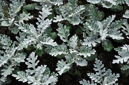 Gray green leaves of cineraria in macro. Exotic dusty miller plant close-up. Natural background of cineraria maritima. Silver dust herb.の写真素材