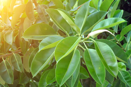 Rubber fig's big smooth green leaf ficus benjamina, ficus elastica, ficus microcarpa, rubber,...