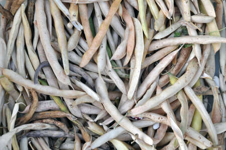Dry bean pods. Harvest beans in the fall.