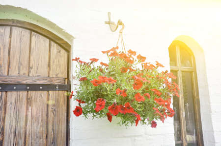 Petunia. Hanging flower pot with flowers at the entrance to the room. Designの写真素材