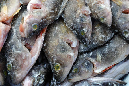 Fish of Europe. Predatory river striped bass with a sharp comb. Saline is lying and waiting for...