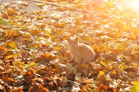 a young cat with red fur sits on a carpet of yellow maple leaves in autumn, he looks to merge with the terrain. Autumnの写真素材